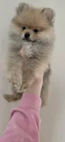 Timone, a male Pomeranian for sale in North Pole, AK – 2 of 5