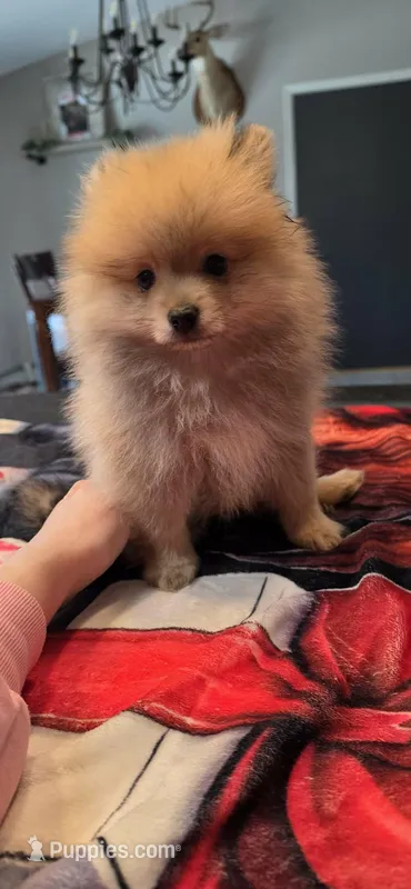 Timone – Pomeranian puppy for sale in North Pole, AK