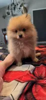 Timone, a male Pomeranian for sale in North Pole, AK – 1 of 5