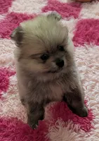 Timone, a male Pomeranian for sale in North Pole, AK – Photo 1 of 3
