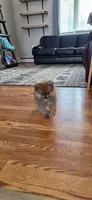 Ozzy, a male Pomeranian for sale in North Pole, AK – 2 of 6