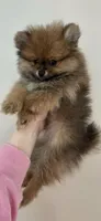 Ozzy, a male Pomeranian for sale in North Pole, AK – 1 of 6