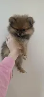 Ozzy, a male Pomeranian for sale in North Pole, AK – 3 of 6
