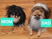 Ozzy, a male Pomeranian for sale in North Pole, AK – Photo 3 of 3