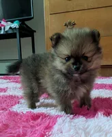 Ozzy, a male Pomeranian for sale in North Pole, AK – Photo 1 of 3