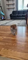 Mr. Ozzy, a male Pomeranian for sale in North Pole, AK – 3 of 5