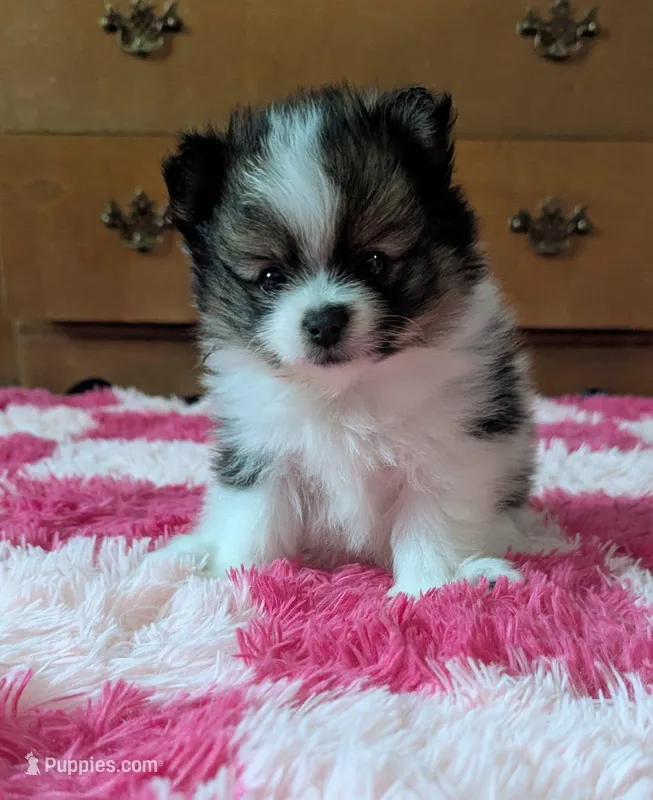 Zelda, a female Pomeranian for sale in North Pole, AK – Photo 1 of 5