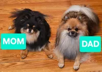 Mr. Timone, a male Pomeranian for sale in North Pole, AK – 2 of 5
