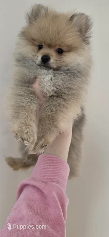 Mr. Timone – Pomeranian puppy for sale in North Pole, AK