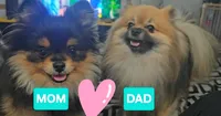 Mr. Timone, a male Pomeranian for sale in North Pole, AK – 3 of 5