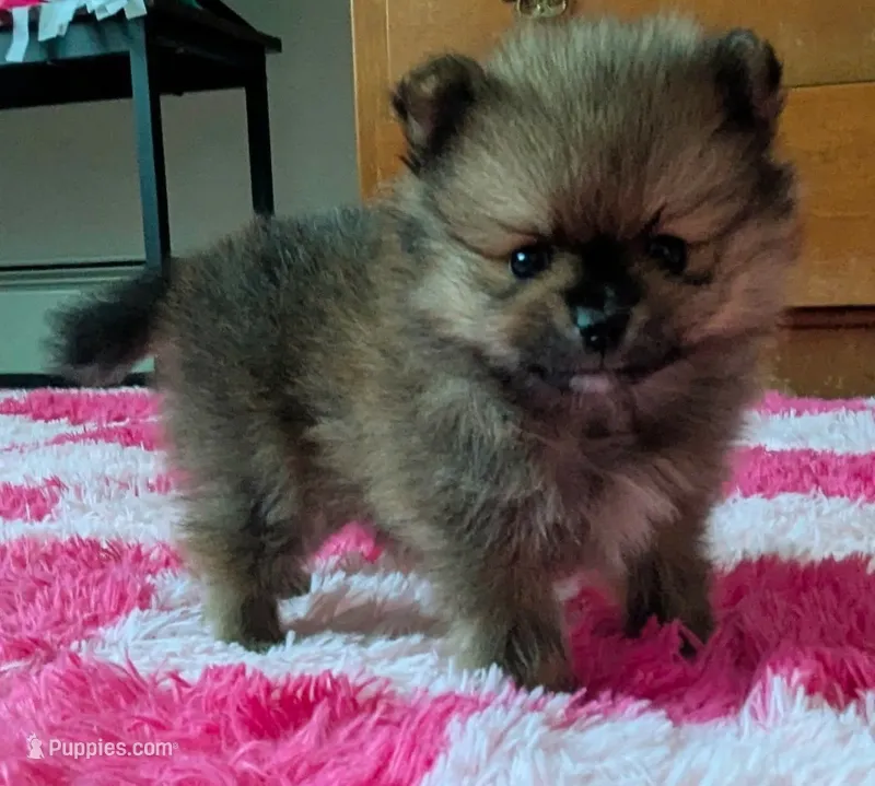 Mr. Ozzy – Pomeranian puppy for sale in North Pole, AK