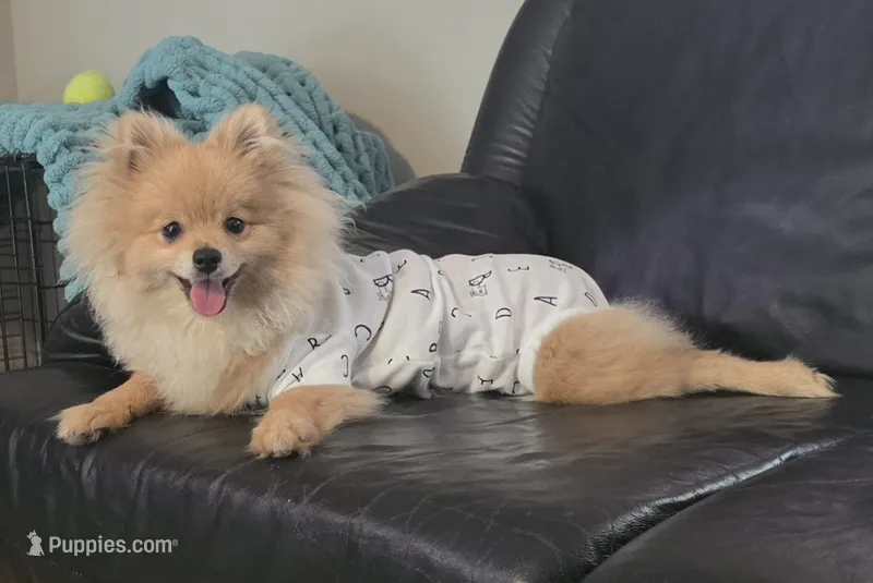 Mr. Timone – Pomeranian puppy for sale in North Pole, AK
