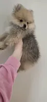 Mr. Timone, a male Pomeranian for sale in North Pole, AK – 4 of 5