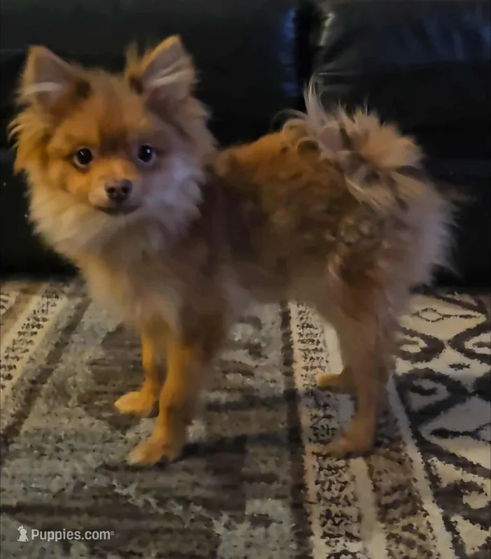 Wilbur – Pomeranian puppy for sale in North Pole, AK