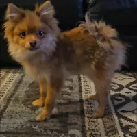 Wilbur, a male Pomeranian for sale in North Pole, AK – Photo 7 of 7