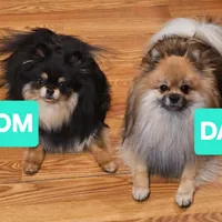 Wilbur, a male Pomeranian for sale in North Pole, AK – Photo 5 of 7