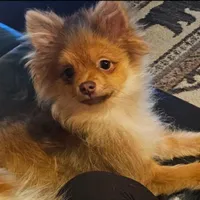 Wilbur, a male Pomeranian for sale in North Pole, AK – Photo 6 of 7