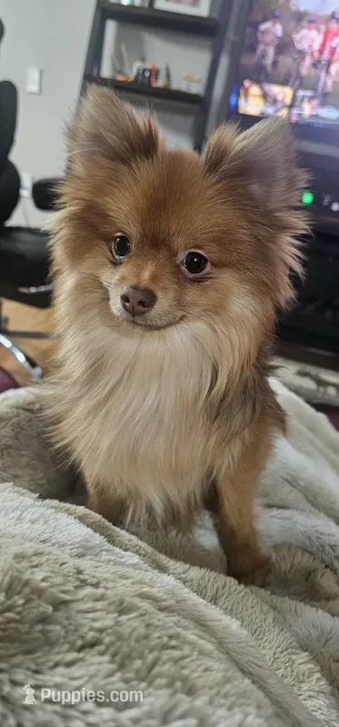 Wilbur – Pomeranian puppy for sale in North Pole, AK