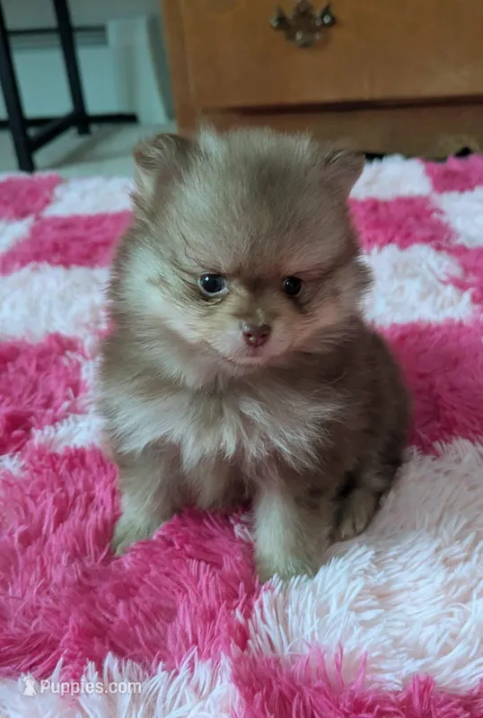 Theo – Pomeranian puppy for sale in North Pole, AK