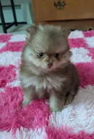 Theo, a male Pomeranian for sale in North Pole, AK – Photo 1 of 5