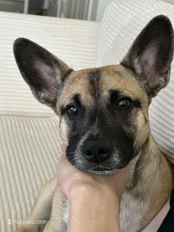 Deuce – German Shepherd Dog, Chihuahua puppy for sale in Phoenix, AZ