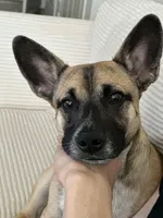 Deuce, a male German Shepherd Dog and Chihuahua for sale in Phoenix, AZ – Photo 1 of 4