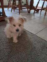 Homer, a male Morkie for sale in Crown Point, IN – 2 of 2