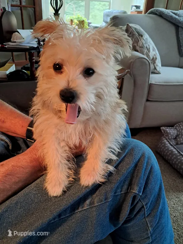 Homer – Morkie puppy for sale in Crown Point, IN