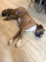 Brownie, a female Boxer for sale in Menifee, CA – 7 of 8