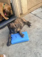 Brownie, a female Boxer for sale in Menifee, CA – 8 of 8