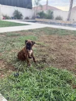 Brownie, a female Boxer for sale in Menifee, CA – 3 of 8