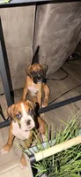 Milo, a male Boxer for sale in Menifee, CA – 3 of 5