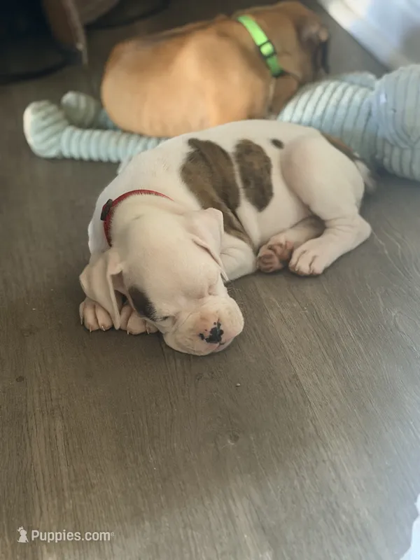 Sundae – Boxer puppy for sale in Menifee, CA