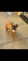Milo, a male Boxer for sale in Menifee, CA – 2 of 5