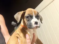 Pumpkin , a female Boxer for sale in Menifee, CA – 2 of 8