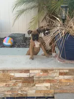 Mochie, a female Boxer for sale in Menifee, CA – 3 of 5