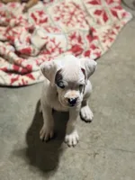 Sundae, a female Boxer for sale in Menifee, CA – 2 of 6