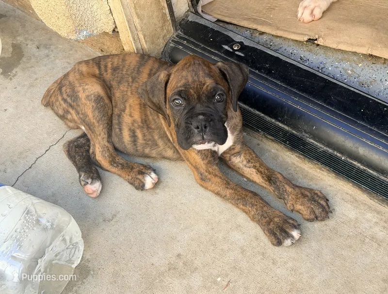 Brownie – Boxer puppy for sale in Menifee, CA
