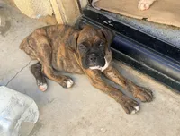 Brownie, a female Boxer for sale in Menifee, CA – 1 of 8
