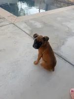 Mochie, a female Boxer for sale in Menifee, CA – 5 of 5