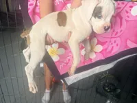 Sundae, a female Boxer for sale in Menifee, CA – 5 of 6