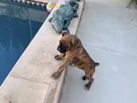 Brownie, a female Boxer for sale in Menifee, CA – 4 of 8