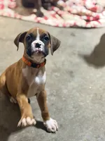 Pumpkin , a female Boxer for sale in Menifee, CA – 3 of 8
