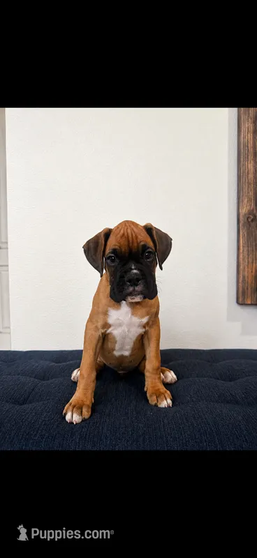 Milo – Boxer puppy for sale in Menifee, CA