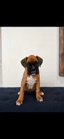 Milo, a male Boxer for sale in Menifee, CA – 1 of 5