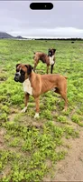 Sundae, a female Boxer for sale in Menifee, CA – 6 of 6