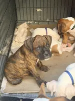 Brownie, a female Boxer for sale in Menifee, CA – 5 of 8
