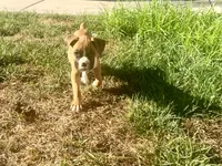 Pumpkin , a female Boxer for sale in Menifee, CA – 5 of 8