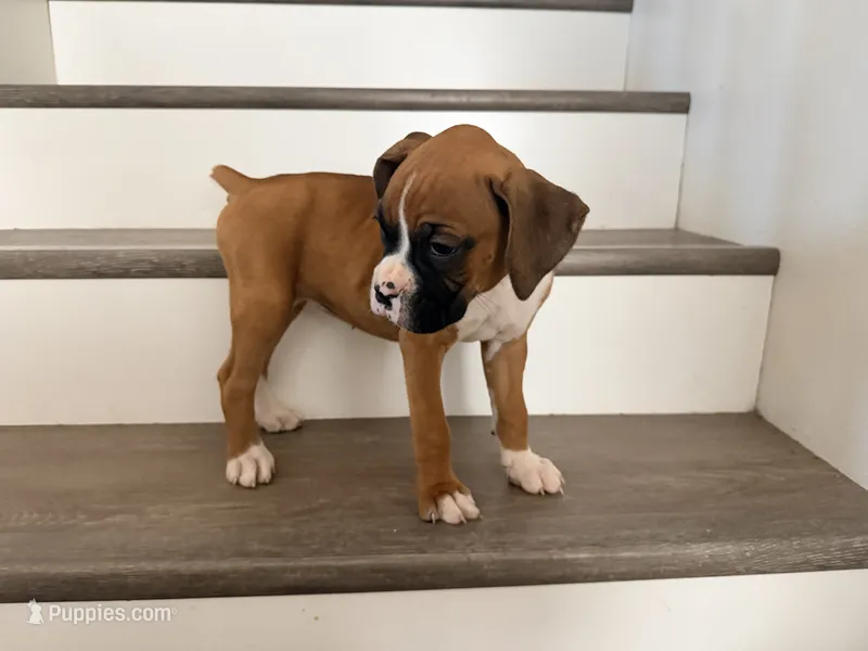 Pumpkin  – Boxer puppy for sale in Menifee, CA