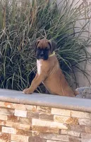 Milo, a male Boxer for sale in Menifee, CA – 4 of 5